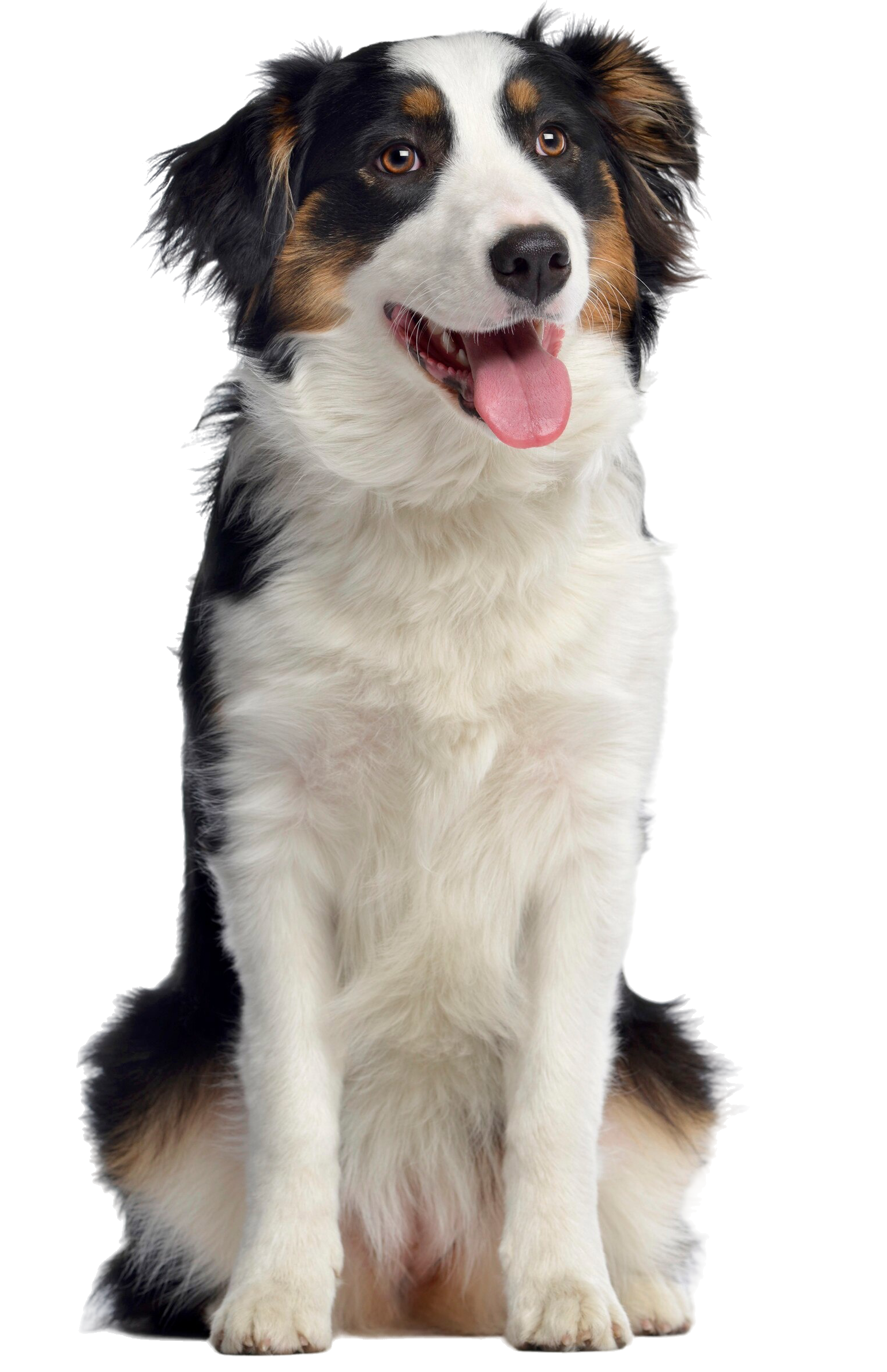 australischer-schaeferhund-sitzend