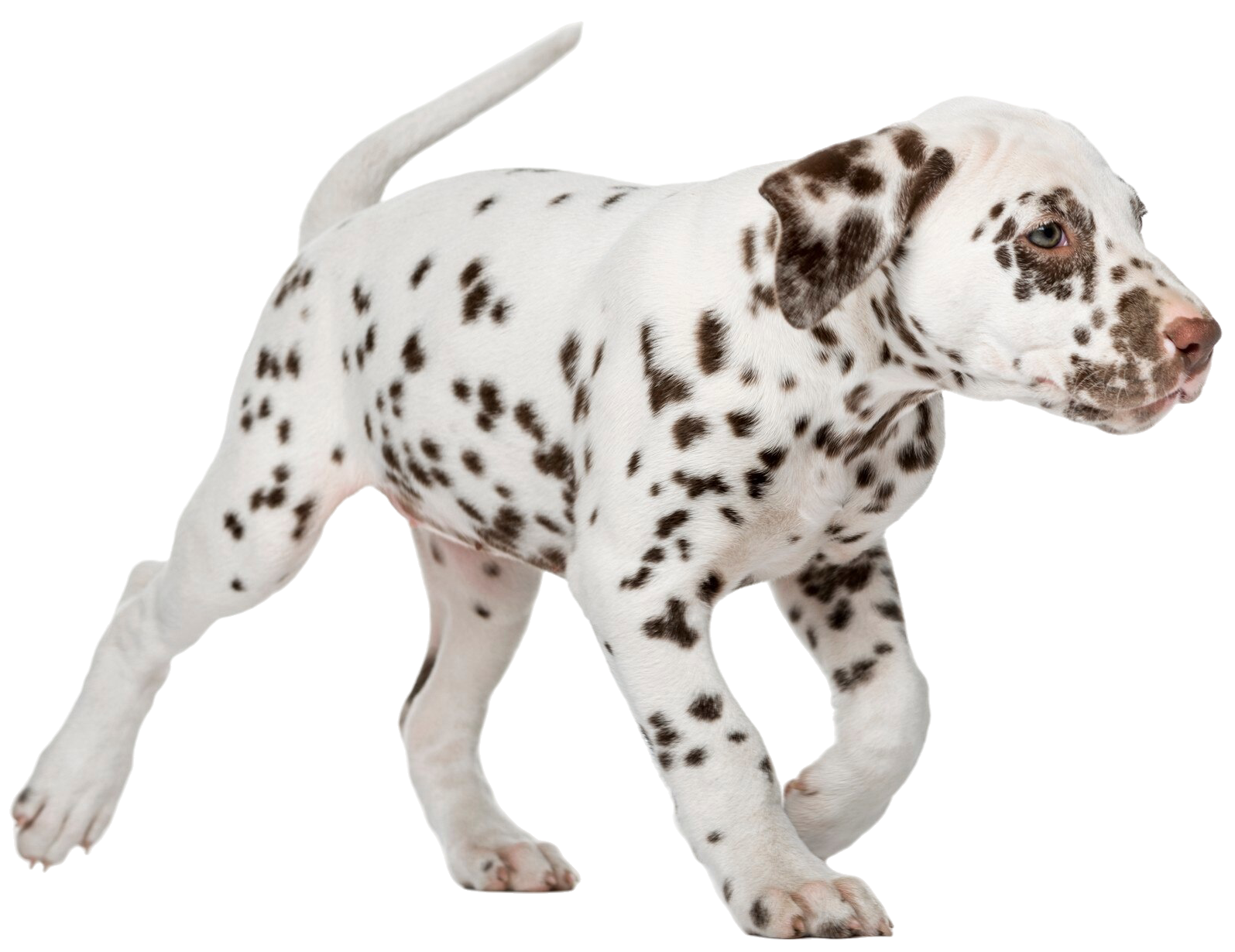 dalmatiner-welpe-laeuft-vor-einer-weissen-wand
